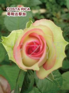 高品质鲜切玫瑰 昆明华源花卉的精品之选